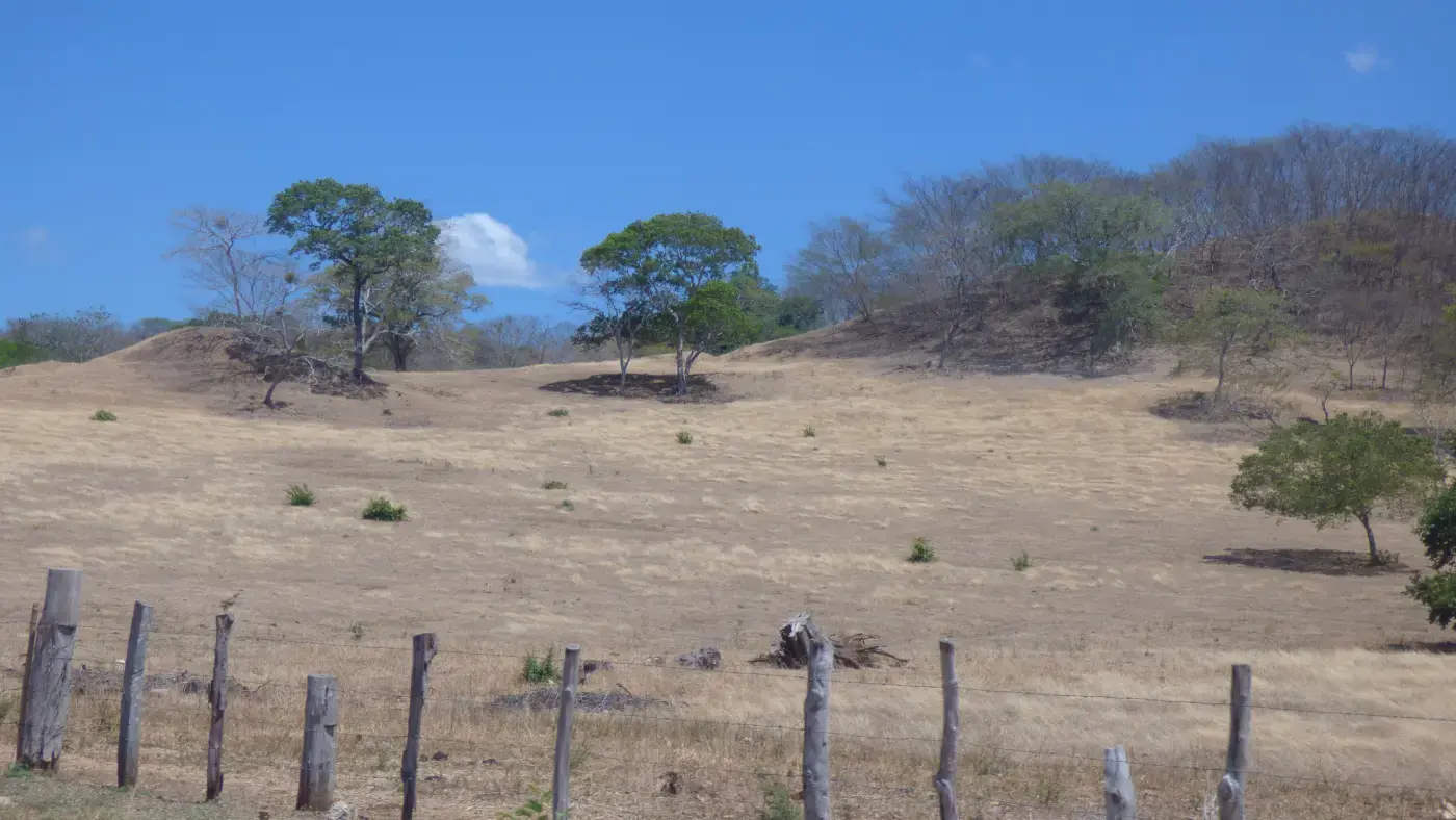 Dry-season pasture of golden grass with leafless and green trees behind a wire fence in Santa Cruz canton, Guanacaste, Costa Rica, in April