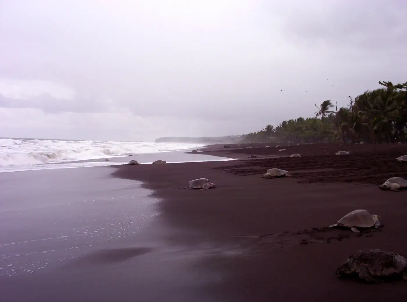 Dozens of olive ridley sea turtles scattered across the dark grey sand of Playa Ostional, Costa Rica, with surf breaking on the left and palms along the back of the beach